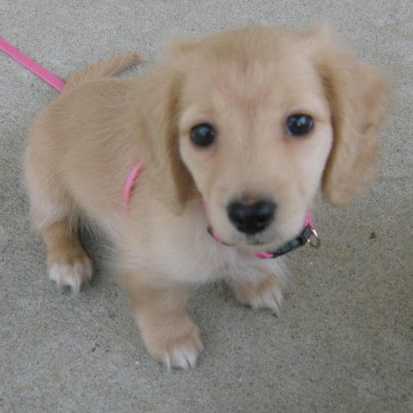 Meet your Posher, Amy - Picture 1 of 1